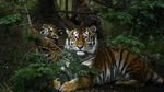 Melihat Tingkah Bayi Harimau Amur yang Bikin Gemas