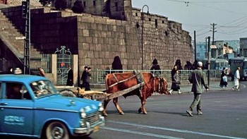  Suasana salah satu sudut Seoul tahun 1960-an. Sapi masih menjadi hewan yang bermanfaat untuk transportasi. Foto: Vintages  