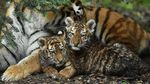 Melihat Tingkah Bayi Harimau Amur yang Bikin Gemas