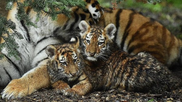 Melihat Tingkah Bayi Harimau Amur yang Bikin Gemas