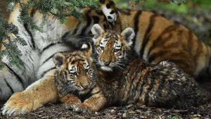 Melihat Tingkah Bayi Harimau Amur yang Bikin Gemas