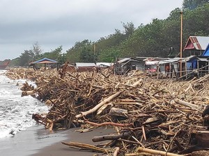 Pascabanjir, Sampah Kayu Menumpuk di Pantai Makassar Sepanjang 2 Km