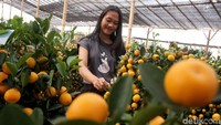 Pohon-pohon ini rutin disiram dan dirawat agar kualitasnya tetap terjaga. Cantik dan indah bukan pohonnya? Mau?  