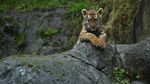 Melihat Tingkah Bayi Harimau Amur yang Bikin Gemas