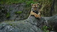 Selain terancam perburuan, populasi harimau Amur yang menurun juga kemungkinan karena rentan secara genetik terhadap ancaman-ancaman seperti penyakit, dan kesehatan genetik.