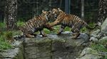 Melihat Tingkah Bayi Harimau Amur yang Bikin Gemas