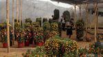 Laris Manis Si Jeruk Keberuntungan Jelang Imlek