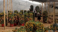 Para petugas mengangkat pohon yang sudah dipesan dan siap didistribusikan kepelanggan. Pohon jeruk ini juga dihiasi oleh beragam ornamen Imlek.  
