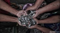 Ikan-ikan berukuran kecil tersebut masuk ke dalam selokan warga.