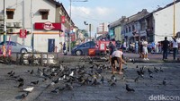 Setelah puas berkeliilng traveler bila beruntung bisa melihat puluhan merpati berebut makanan di depan kelenteng. Terkadang ada masyarakat yang meletakan makanan di depan kelenteng untuk para merpati. (Syanti/detikTravel)