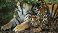 Harimau Amur merupakan salah satu spesies kucing terbesar di dunia.