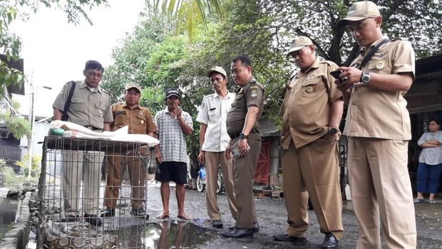 Aparat sempat melihat-lihat ular itu.