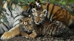 Melihat Tingkah Bayi Harimau Amur yang Bikin Gemas