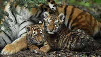 Di hutan, belang dan warna harimau Amur pun sering kali membuat mereka tidak dapat terdeteksi saat tak bergerak.