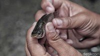 Menurut keterangan warga setelah banjir rob menyebabkan ikan-ikan kecil dari laut masuk ke pemukiman warga.