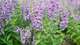 Beberapa tanaman mirip lavender (Foto: iStock)