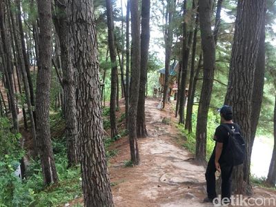 Foto: Hutan Pinus yang Indah Ini Bukan di Pulau Jawa