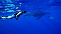 Selama bulan Juli sampai Oktober adalah waktu terbaik melihat paus bungkuk di Niue. Bahkan, turis diizinkan berenang bersamanya (Niue Tourism)