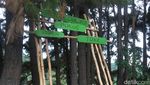 Foto: Hutan Pinus yang Indah Ini Bukan di Pulau Jawa
