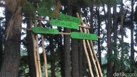 Tepatnya hutan pinus ini berlokasi di Desa Palatta, Kecamatan Tapango, Kabupaten Polewali Mandar (Abdy Febriady/detikTravel)