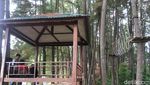 Foto: Hutan Pinus yang Indah Ini Bukan di Pulau Jawa