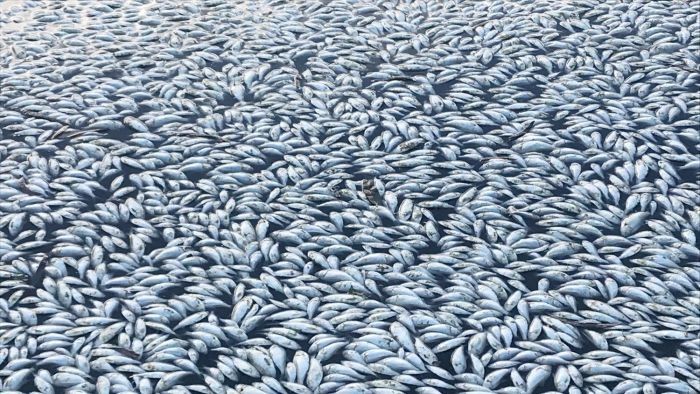 Kematian Ratusan Ribu Ikan di Australia Tak Terkendali