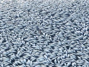 Kematian Ratusan Ribu Ikan di Australia Tak Terkendali