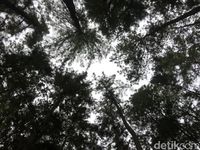 (Abdy Febriady/detikTravel)