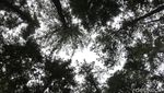 Foto: Hutan Pinus yang Indah Ini Bukan di Pulau Jawa