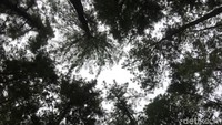 Wisata hutan pinus luasnya sekitar 50 hektar (Abdy Febriady/detikTravel)