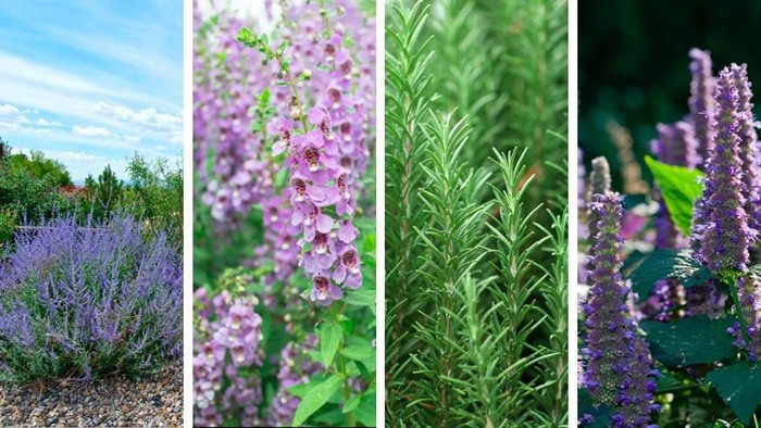 5 Tanaman Yang Mirip Lavender Si Penangkal Nyamuk Dbd Awas Terkecoh