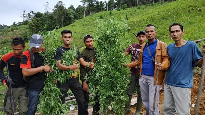 Satu Hektare Ladang Ganja Ditemukan di Pidie Aceh Satu Hektare Ladang Ganja Ditemukan di Pidie Aceh