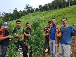 Satu Hektare Ladang Ganja Ditemukan di Pidie Aceh