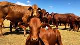 China Setop Impor Daging Sapi Australia Gegara Desakan Penyelidikan Corona