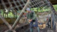Pengelolaan beragam sampah sisa mulai dari daun, sayuran, dan sampah sisa kantin ini difermentasikan selama 1-2 bulan usai digiling didinginkan suhu sampahnya.