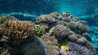 Dunia bawah laut Niue pun bakal bikin kamu lupa daratan (Niue Tourism)