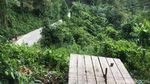 Foto: Hutan Pinus yang Indah Ini Bukan di Pulau Jawa