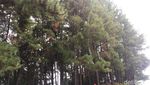 Foto: Hutan Pinus yang Indah Ini Bukan di Pulau Jawa