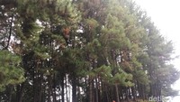 Deretan pohon pinus berukuran besar dan menjulang tinggi, hingga membuat suasana di sekitarnya menjadi lebih teduh (Abdy Febriady/detikTravel)