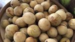 Pulang Kampung, Adik Ahok Panen Durian Hingga Duku di Belitung