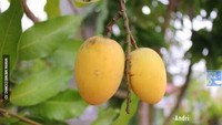 Belajar filosofi kehidupan juga bisa dari buah. Kalau jadi orang yang sudah matang alias sudah sukses maka akan ada orang yang berusaha menjatuhkan. Persis seperti buah di pohon. Foto: Istimewa
