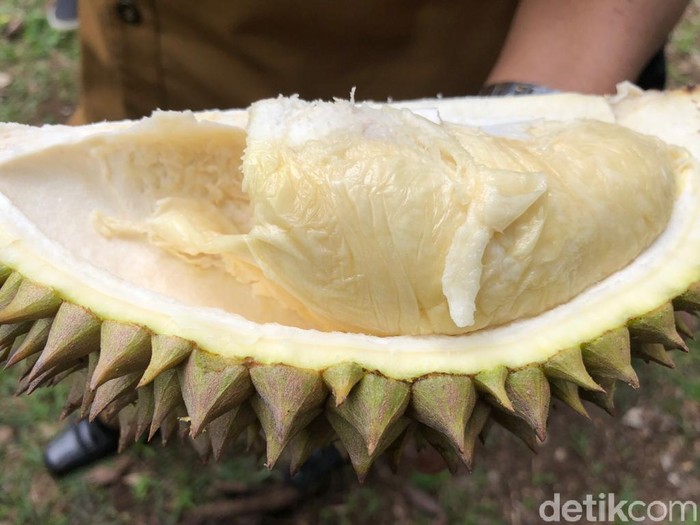 Unduh 87 Gambar Durian Jumbo Keren Gratis HD