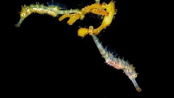 Pemenang pertama kategori Mirrorless Macro diraih oleh fotografer Steven Walsh asal Australia dengan judul foto 3 Baby Seahorses. (Foto: Ocean Art Underwater 2018)