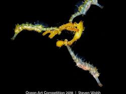 Karya Mengagumkan Jawara Ocean Art Underwater 2018