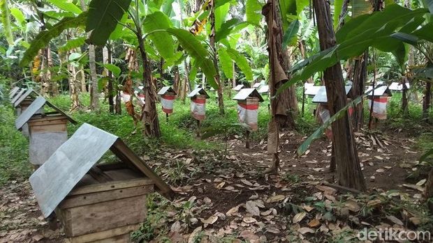 Mampir di Kebun Milik M Haris, 'Pabrik' Antibiotik Alami Terbaik