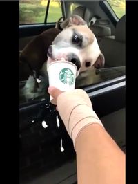 Ini Dia 'Puppucino' Minuman Kopi yang Lagi Tren dan Disukai Anjing Peliharaan 