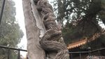 Foto: Pohon Berbentuk Naga karena Dipegang Kaisar China