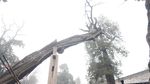 Foto: Pohon Berbentuk Naga karena Dipegang Kaisar China