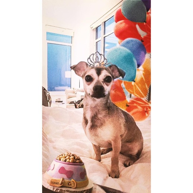 Diana mendapat begitu banyak perhatian dari Priyanka Chopra, bagai anaknya sendiri. Dia bahkan memiliki jaket hingga tidur dalam tas keluaran desainer high-end. Foto: Dok. Instagram @diariesofdiana