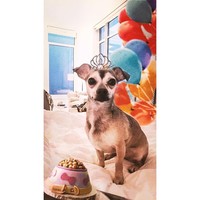 Diana mendapat begitu banyak perhatian dari Priyanka Chopra, bagai anaknya sendiri. Dia bahkan memiliki jaket hingga tidur dalam tas keluaran desainer high-end. Foto: Dok. Instagram @diariesofdiana